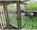 Инкубатор и цвет коробки выращивания растения машины прорастания семени искусственного климата камеры выращивания растения Liyi голубы