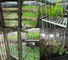 Инкубатор климата коробки камеры выращивания растения цифрового дисплея искусственный для прорастания семени