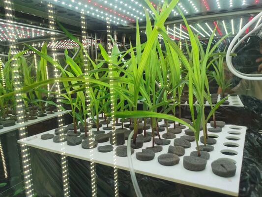 Цена LIYI на 2-стороннюю, 3-стороннюю экологическую камеру для испытаний искусственного климата, инкубатор для роста растений с освещением, продажа